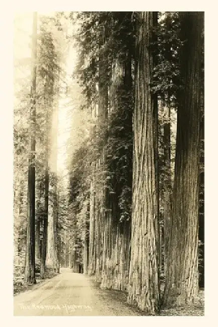 Vintage Journal The Redwood Highway by Found Image Press