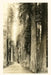 Vintage Journal The Redwood Highway by Found Image Press