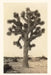 Vintage Journal Joshua Tree by Found Image Press