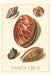 Vintage Journal Santa Cruz Shells by Found Image Press