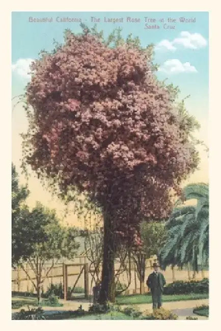 Vintage Journal Rose Trees, Santa Cruz by Found Image Press