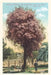 Vintage Journal Rose Trees, Santa Cruz by Found Image Press