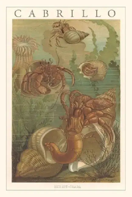 Vintage Journal Cabrillo, Hermit Crabs by Found Image Press