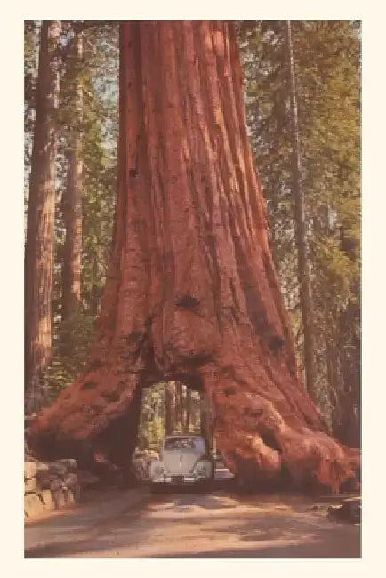 Vintage Journal Redwood and Volkswagen by Found Image Press