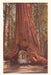 Vintage Journal Redwood and Volkswagen by Found Image Press