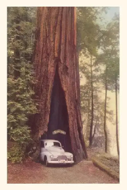 Vintage Journal Redwood and Old Car by Found Image Press