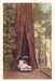 Vintage Journal Redwood and Old Car by Found Image Press
