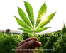 An American Cannabis Story by David Goodman