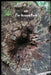 Off the Beaten Path: Cryptoid Monster Adventure Hunting Book by Melody Seelye