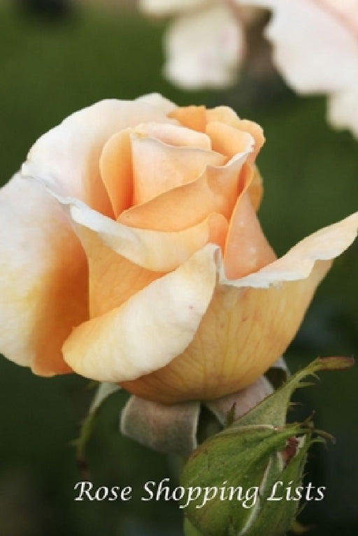 Rose Shopping Lists by Jenny Tucker