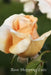 Rose Shopping Lists by Jenny Tucker
