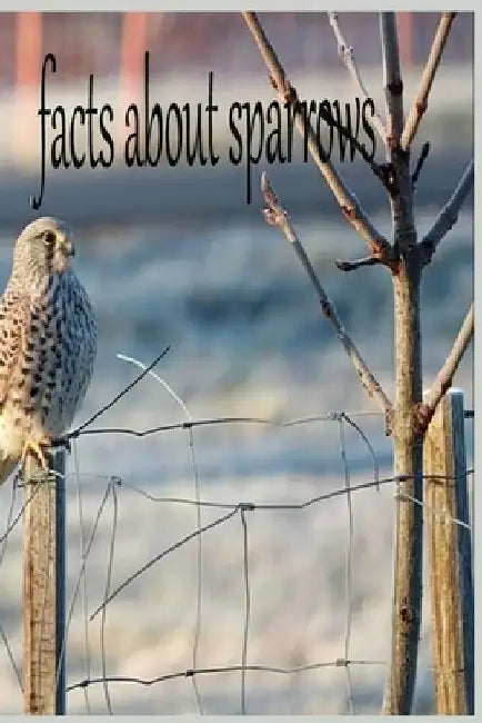 facts about sparrows: the birds by Jalila Benarbia