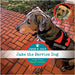 Jake the Service Dog Book 2: Tough Times Means Training by Cole, Jamie