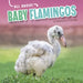 All about Baby Flamingos by Martha E. H. Rustad