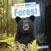 Day and Night in the Forest by Ellen Labrecque