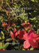 Spring Flowers by Henry Intili