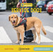 Service Dogs by Beth Finke