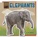 Elephants by Joyce Markovics