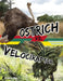 Ostrich vs. Velociraptor by Charles C. Hofer