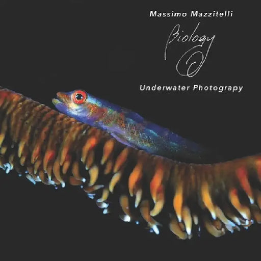 Massimo Mazzitelli - Underwater Photograpy by Mazzitelli, Massimo