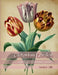 Victorian Garden: Greyscale Colouring Book 5 by Xenia E. Zilli