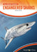 Endangered Sharks by Elisa A. Bonnin