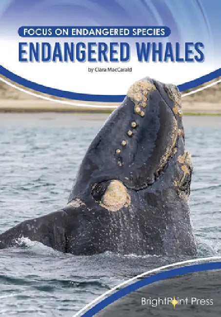 Endangered Whales by Clara Maccarald