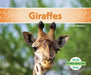 Giraffes by Grace Hansen