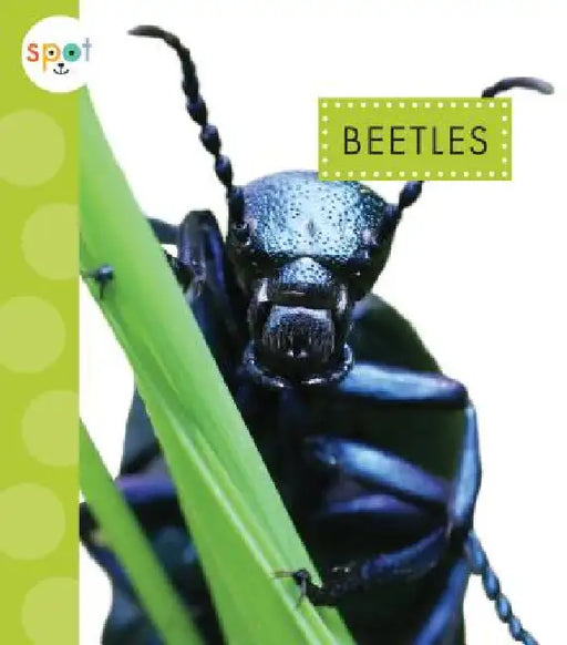 Beetles by Nessa Black