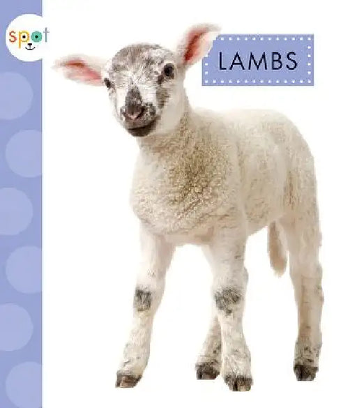 Lambs by Anastasia Suen