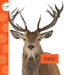Deer by Mari C. Schuh