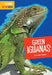 Green Iguanas by Imogen Kingsley