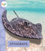 Stingrays by Mari C. Schuh