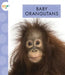 Baby Orangutans by K. C. Kelley