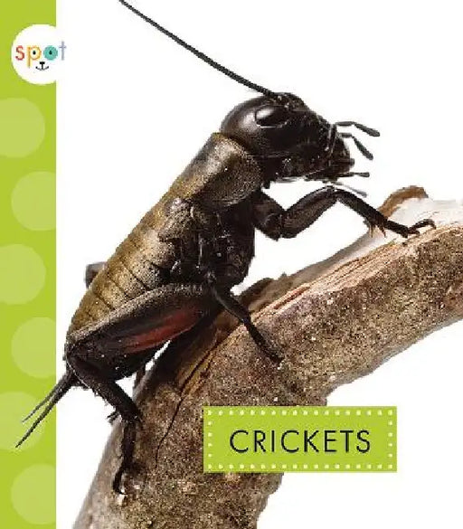 Crickets by Nessa Black