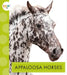 Appaloosa Horses by Alissa Thielges