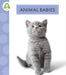 Animal Babies by Anastasia Suen