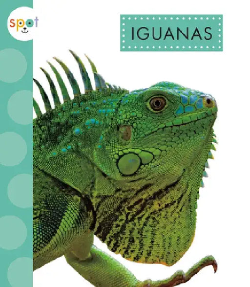 Iguanas by Alissa Thielges