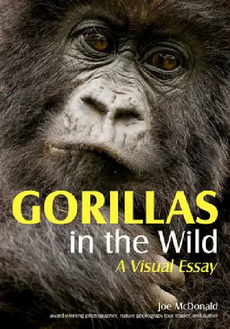 Gorillas in the Wild: A Visual Essay by Joe McDonald