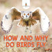 How and Why Do Birds Fly by Baby Professor