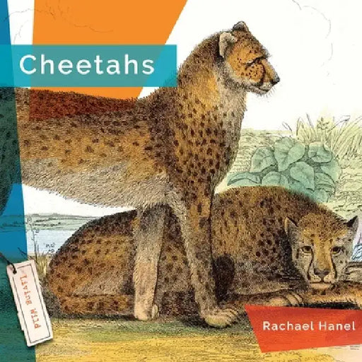 Cheetahs by Rachael Hanel