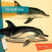 Dolphins by Jason Skog