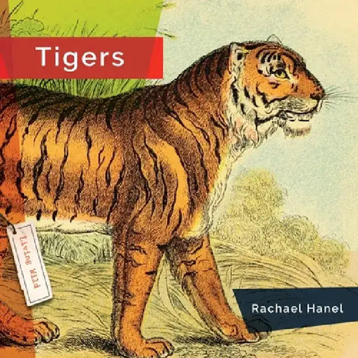 Tigers by Rachael Hanel