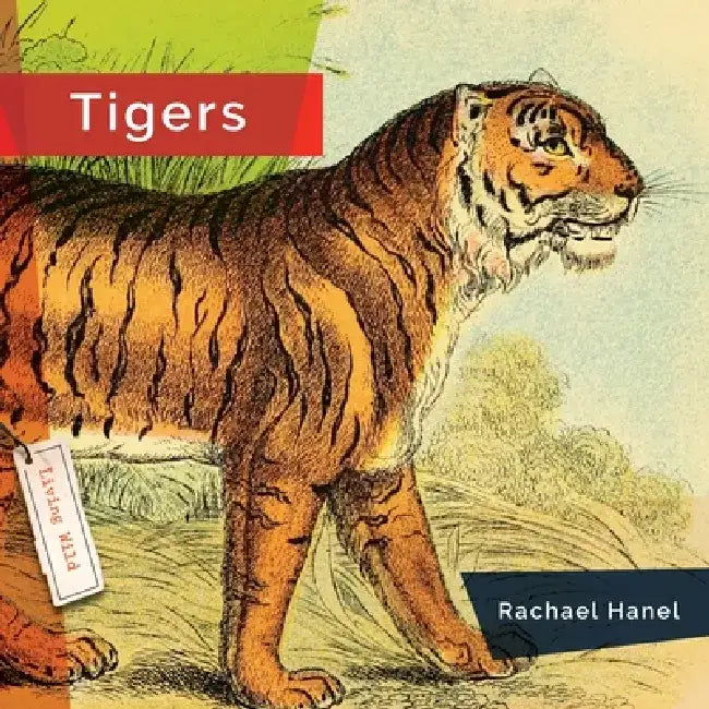 Tigers by Rachael Hanel