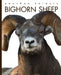 Bighorn Sheep by Kate Riggs