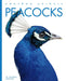 Peacocks by Valerie Bodden