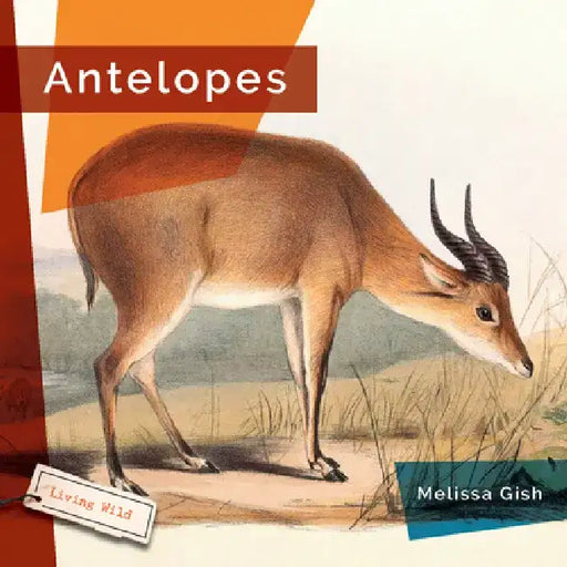 Antelopes by Melissa Gish