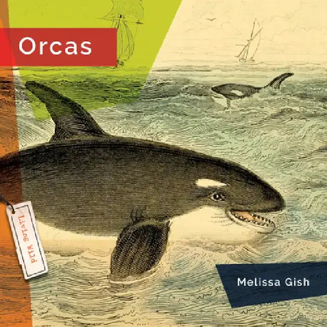 Orcas by Melissa Gish