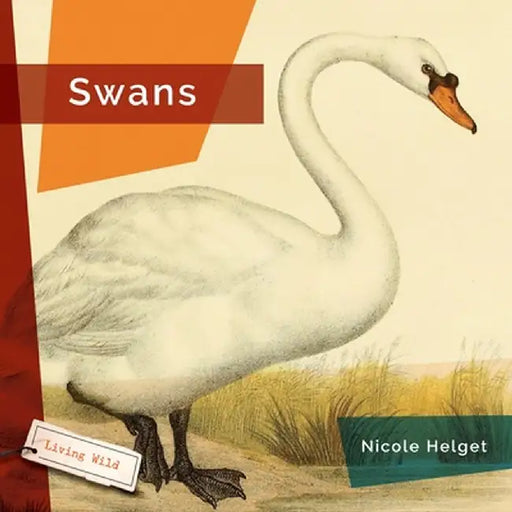 Swans by Nicole Helget