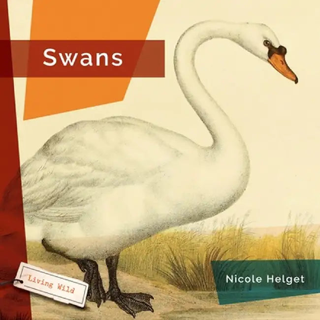 Swans by Nicole Helget